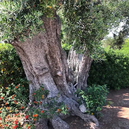Adele Monopoli,puglia Willa
